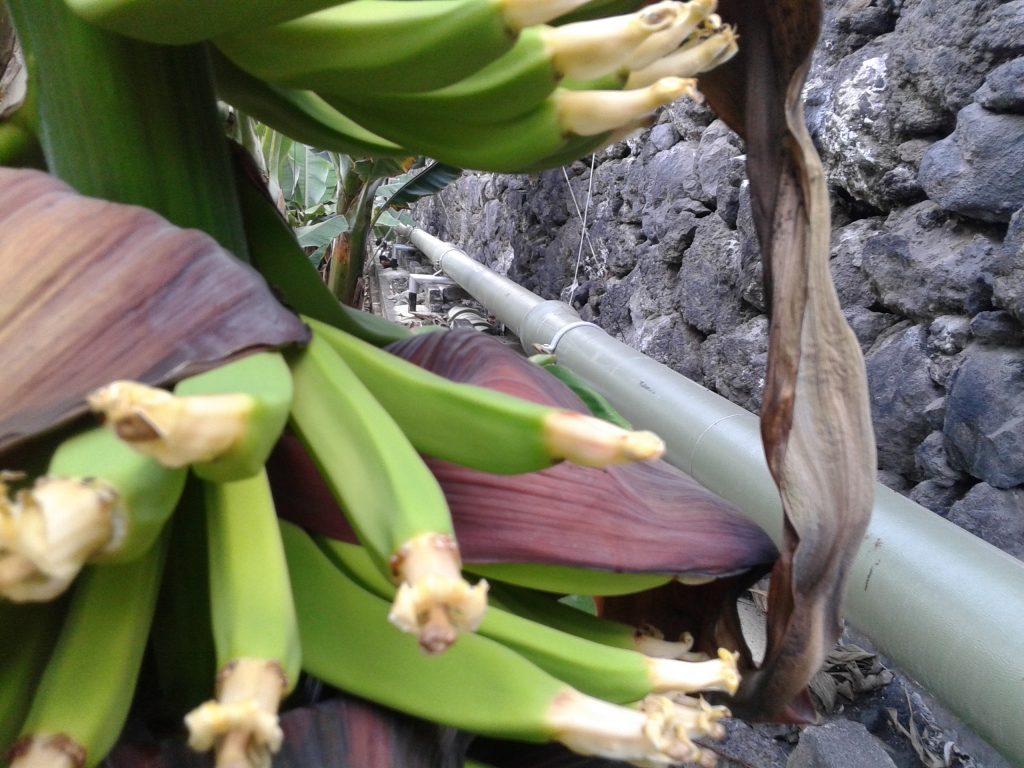 Una tubería entre plataneras